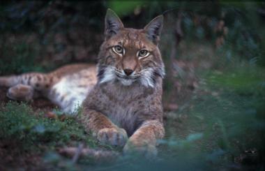 Attila der Chef im Luchsgehege an den Rabenklippen
