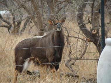 Ferienhaus in Hoedspruit (Mpumalanga) oder Ferienwohnung oder Ferienhaus