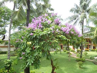 Ferienwohnung in Kuta Legian (Bali) oder Ferienwohnung oder Ferienhaus