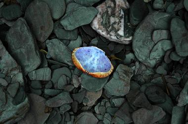 Ferienhaus in Bideford (South West) oder Ferienwohnung oder Ferienhaus