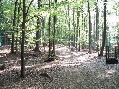 Mischwald um Stamsried