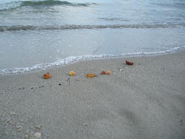 Bernsteine am Strand