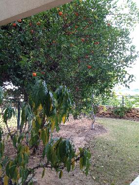 Ferienwohnung in caesarea (HaMerkaz (Central)) oder Ferienwohnung oder Ferienhaus