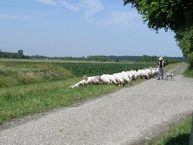 Ferienhaus in Oostburg (Zeeland) oder Ferienwohnung oder Ferienhaus