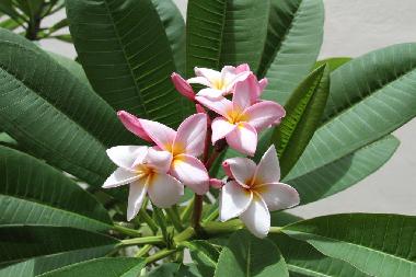 Ferienhaus in Flic en Flac (Black River) oder Ferienwohnung oder Ferienhaus