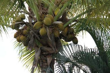 Ferienhaus in Flic en Flac (Black River) oder Ferienwohnung oder Ferienhaus