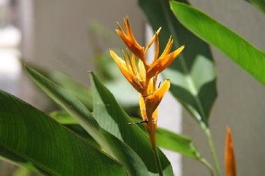 Ferienhaus in Flic en Flac (Black River) oder Ferienwohnung oder Ferienhaus