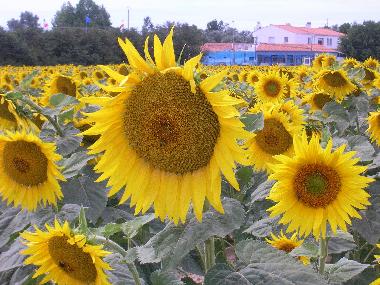Ferienwohnung in Thezan les Beziers (H�rault) oder Ferienwohnung oder Ferienhaus