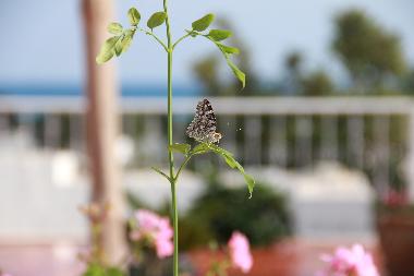 Ferienwohnung in Hammamet (Nabul) oder Ferienwohnung oder Ferienhaus