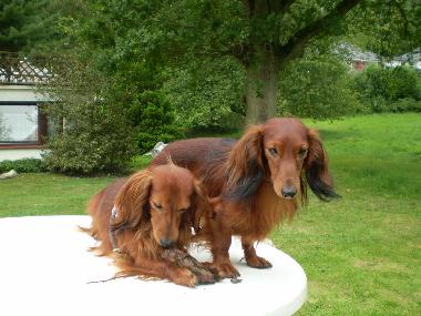 Gasthunde Percy und Romeo