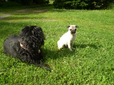 Haushund Rica und G�sthund  Coco