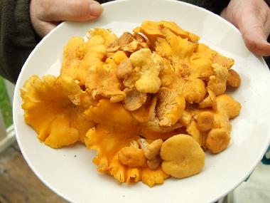 Ferienhaus in Vara (V�sterg�tland) oder Ferienwohnung oder Ferienhaus