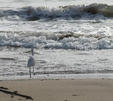 Ferienwohnung in Ardea Roma (Roma) oder Ferienwohnung oder Ferienhaus