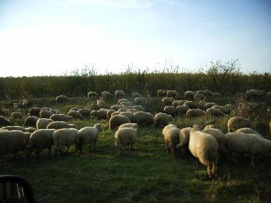 Ferienhaus in Cund (Mures) oder Ferienwohnung oder Ferienhaus
