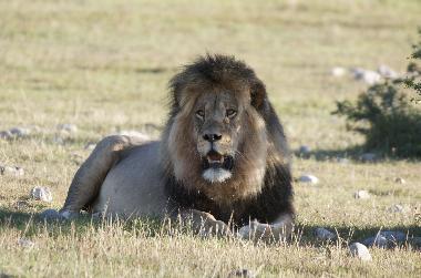 Ferienhaus in mossel bay (Western Cape) oder Ferienwohnung oder Ferienhaus