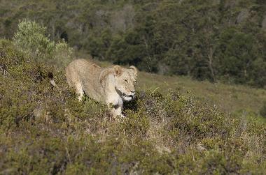 Ferienhaus in mossel bay (Western Cape) oder Ferienwohnung oder Ferienhaus