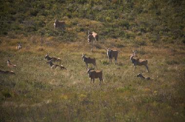 Ferienhaus in mossel bay (Western Cape) oder Ferienwohnung oder Ferienhaus