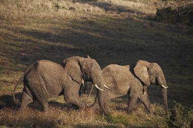Ferienhaus in mossel bay (Western Cape) oder Ferienwohnung oder Ferienhaus