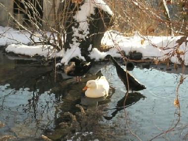 Ferienwohnung in 8820 (stliche Obersteiermark) oder Ferienwohnung oder Ferienhaus