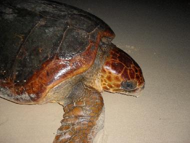 Ferienwohnung in SAL REI (Boa Vista) oder Ferienwohnung oder Ferienhaus