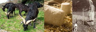 Ferienwohnung in Tortorella (Salerno) oder Ferienwohnung oder Ferienhaus