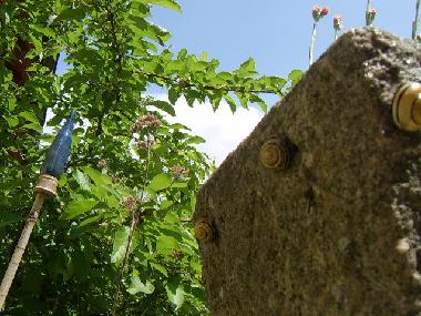 Ferienwohnung in Sch�nm�nzach (Schwarzwald) oder Ferienwohnung oder Ferienhaus