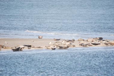 Seehundbank vor Wangerooge 