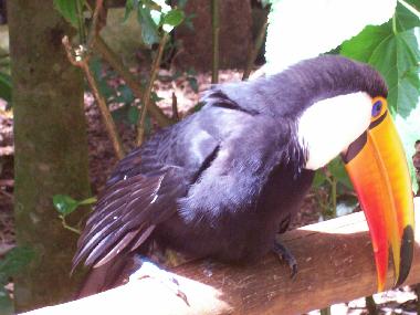 Zahmer Tukan im Vogelpark