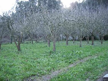 Ferienwohnung in Bueu (Pontevedra) oder Ferienwohnung oder Ferienhaus