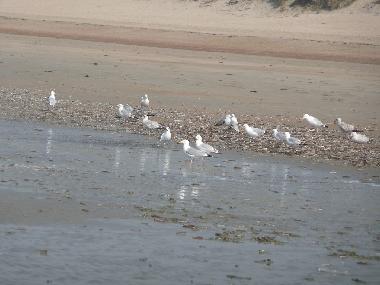Chalet in Bredene (Flandern) oder Ferienwohnung oder Ferienhaus