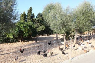 Ferienhaus in Manacor (Mallorca) oder Ferienwohnung oder Ferienhaus