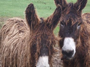 Ferienhaus in Landrais (Charente-Maritime) oder Ferienwohnung oder Ferienhaus