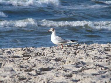 Ustkas feiner Sandstrand