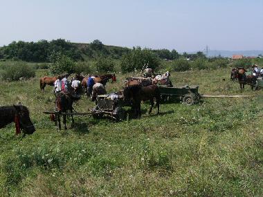 Chalet in Avrig  (Sibiu) oder Ferienwohnung oder Ferienhaus