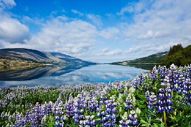 Ferienhaus in Borgarnes (Myrasysla) oder Ferienwohnung oder Ferienhaus
