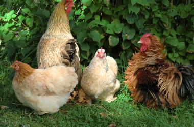 Ferienhaus in Holsbybrunn (Smaland) oder Ferienwohnung oder Ferienhaus