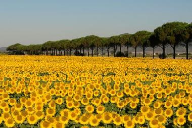 Pension in 200 (Grosseto) oder Ferienwohnung oder Ferienhaus