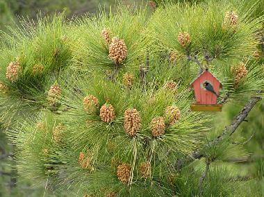 Ferienwohnung in aguimes (Gran Canaria) oder Ferienwohnung oder Ferienhaus