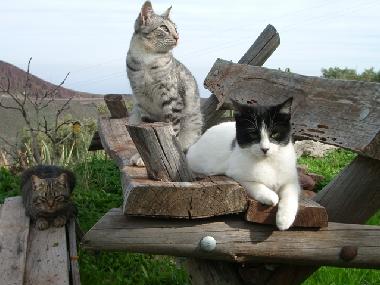 Ferienwohnung in aguimes (Gran Canaria) oder Ferienwohnung oder Ferienhaus