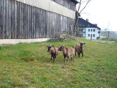 Unsere Ziegen Flora, Birgit und Sieben