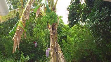 Ich lebe in einem tropischen Land, gesegnet von Got