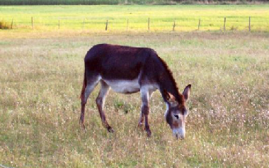 Ferienhaus in Aubeterre-sur-Dronne (Charente) oder Ferienwohnung oder Ferienhaus