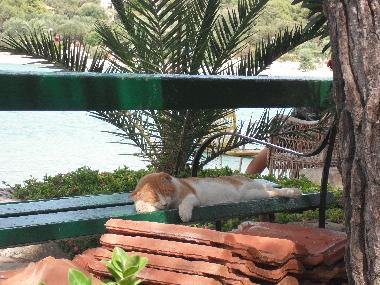 Ferienwohnung in Orebic (Dubrovacko-Neretvanska) oder Ferienwohnung oder Ferienhaus