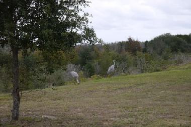 Villa in Davenport (Florida) oder Ferienwohnung oder Ferienhaus