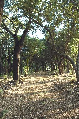 der Korkeichenwald des Landgutes
