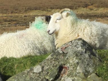 Schafzucht in der Umbebung von Clew Bay