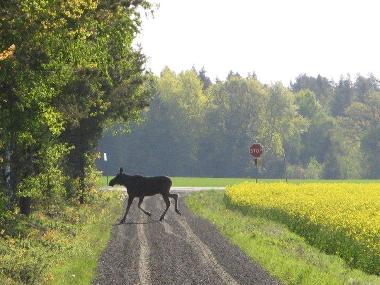 Ferienhaus in Vara (V�sterg�tland) oder Ferienwohnung oder Ferienhaus
