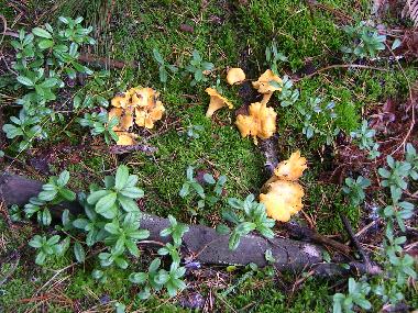 Ferienhaus in Valdemarsvik (�sterg�tland) oder Ferienwohnung oder Ferienhaus