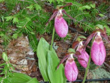 Villa in franquelin (Quebec) oder Ferienwohnung oder Ferienhaus