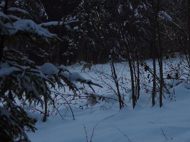 Ferienhaus in Rabka Zdrj (Malopolskie) oder Ferienwohnung oder Ferienhaus
